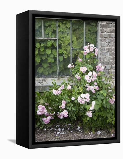 Pink Climbing Roses in Front of Old Greenhouse-Andrea Haase-Framed Premier Image Canvas