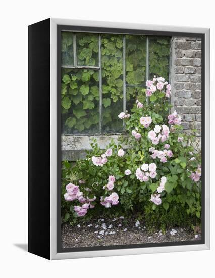 Pink Climbing Roses in Front of Old Greenhouse-Andrea Haase-Framed Premier Image Canvas