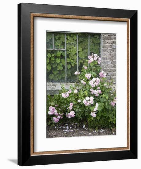 Pink Climbing Roses in Front of Old Greenhouse-Andrea Haase-Framed Photographic Print