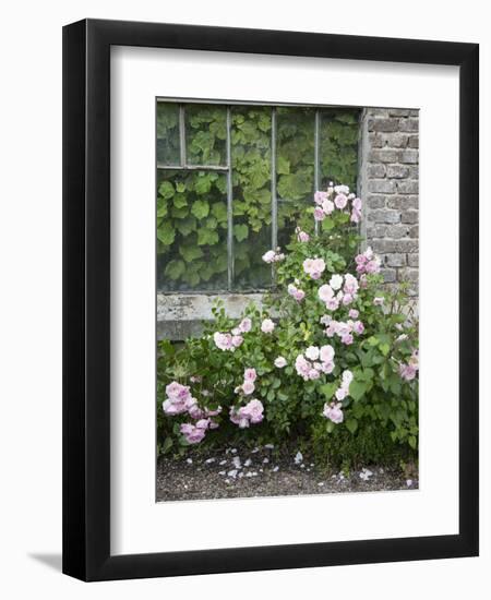 Pink Climbing Roses in Front of Old Greenhouse-Andrea Haase-Framed Photographic Print