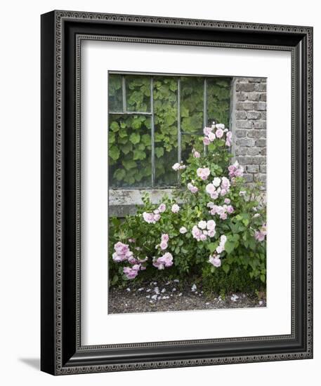 Pink Climbing Roses in Front of Old Greenhouse-Andrea Haase-Framed Photographic Print