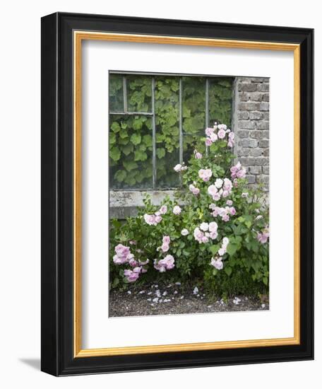 Pink Climbing Roses in Front of Old Greenhouse-Andrea Haase-Framed Photographic Print