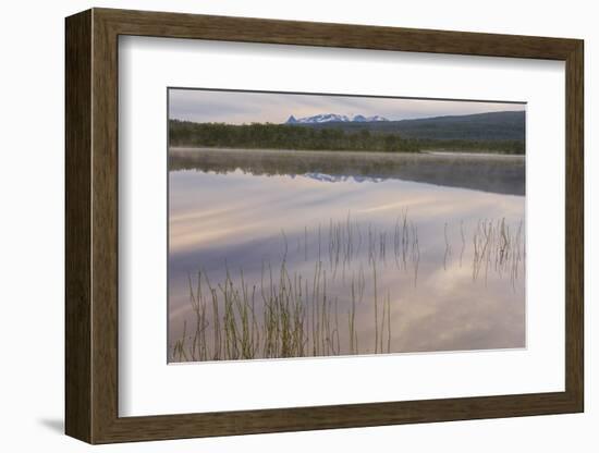 Pink clouds of the midnight sun reflected in the clear water of a swamp, Bogen, Evenes, Ofotfjorden-Roberto Moiola-Framed Photographic Print