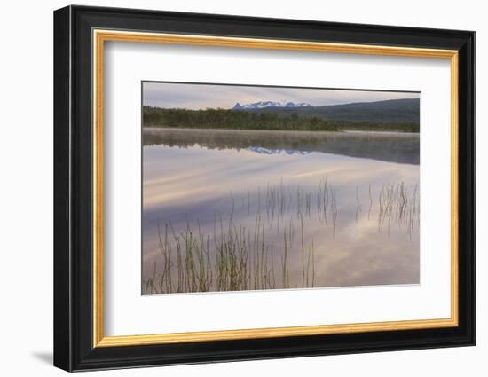 Pink clouds of the midnight sun reflected in the clear water of a swamp, Bogen, Evenes, Ofotfjorden-Roberto Moiola-Framed Photographic Print