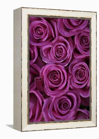 Pink Coloured Rose Blooms, Rose, Pink, Rosaceae-Sweet Ink-Framed Premier Image Canvas