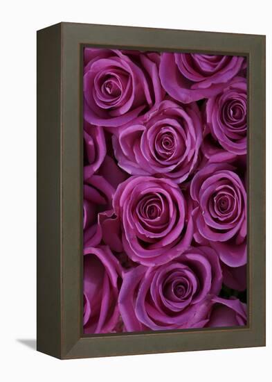 Pink Coloured Rose Blooms, Rose, Pink, Rosaceae-Sweet Ink-Framed Premier Image Canvas