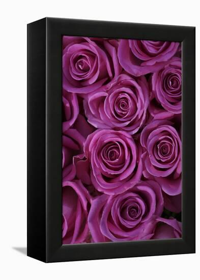 Pink Coloured Rose Blooms, Rose, Pink, Rosaceae-Sweet Ink-Framed Premier Image Canvas