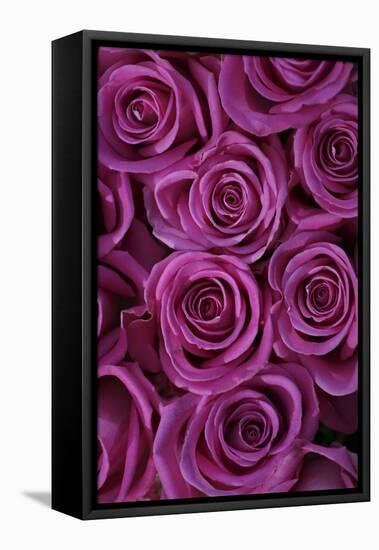 Pink Coloured Rose Blooms, Rose, Pink, Rosaceae-Sweet Ink-Framed Premier Image Canvas