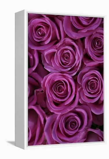 Pink Coloured Rose Blooms, Rose, Pink, Rosaceae-Sweet Ink-Framed Premier Image Canvas