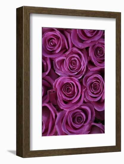 Pink Coloured Rose Blooms, Rose, Pink, Rosaceae-Sweet Ink-Framed Photographic Print