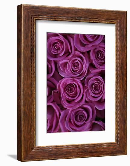 Pink Coloured Rose Blooms, Rose, Pink, Rosaceae-Sweet Ink-Framed Photographic Print