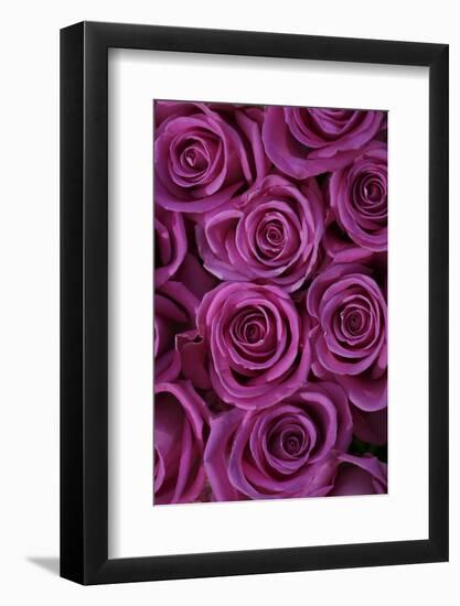 Pink Coloured Rose Blooms, Rose, Pink, Rosaceae-Sweet Ink-Framed Photographic Print