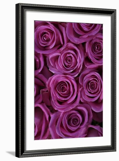 Pink Coloured Rose Blooms, Rose, Pink, Rosaceae-Sweet Ink-Framed Photographic Print