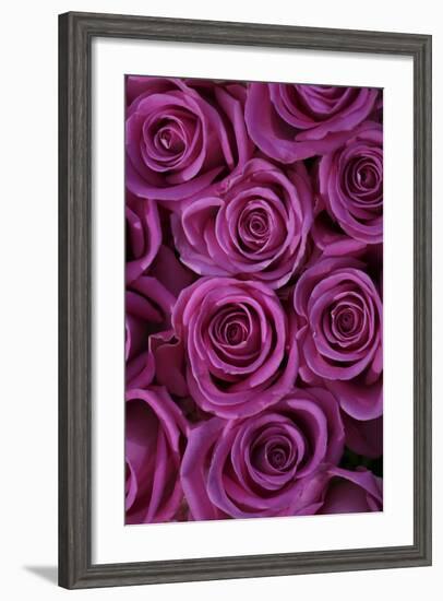 Pink Coloured Rose Blooms, Rose, Pink, Rosaceae-Sweet Ink-Framed Photographic Print