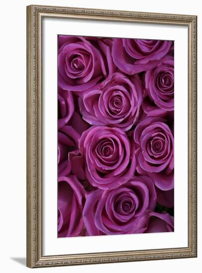 Pink Coloured Rose Blooms, Rose, Pink, Rosaceae-Sweet Ink-Framed Photographic Print