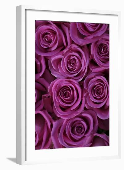 Pink Coloured Rose Blooms, Rose, Pink, Rosaceae-Sweet Ink-Framed Photographic Print