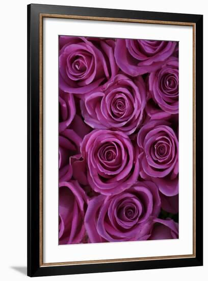 Pink Coloured Rose Blooms, Rose, Pink, Rosaceae-Sweet Ink-Framed Photographic Print