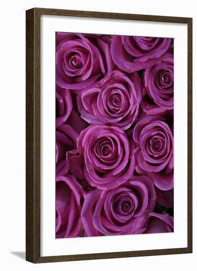 Pink Coloured Rose Blooms, Rose, Pink, Rosaceae-Sweet Ink-Framed Photographic Print