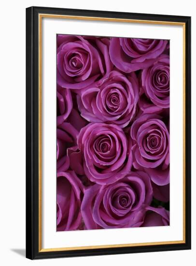 Pink Coloured Rose Blooms, Rose, Pink, Rosaceae-Sweet Ink-Framed Photographic Print