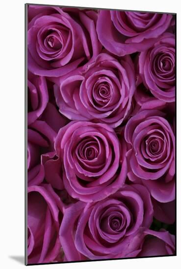 Pink Coloured Rose Blooms, Rose, Pink, Rosaceae-Sweet Ink-Mounted Photographic Print