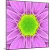 Pink Concentric Flower Center: Mandala Kaleidoscopic-tr3gi-Mounted Art Print