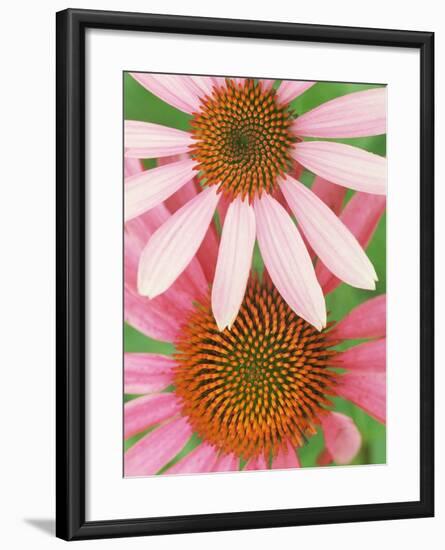 Pink Cone Flowers Close-Up-Richard Hamilton Smith-Framed Photographic Print