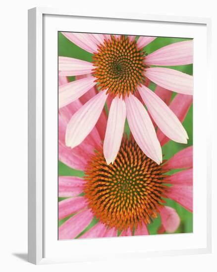 Pink Cone Flowers Close-Up-Richard Hamilton Smith-Framed Photographic Print