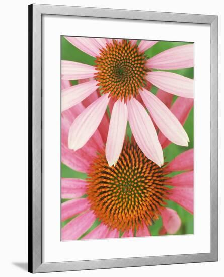 Pink Cone Flowers Close-Up-Richard Hamilton Smith-Framed Photographic Print