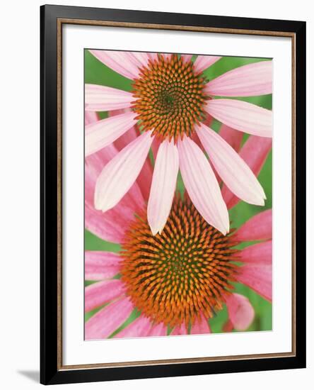 Pink Cone Flowers Close-Up-Richard Hamilton Smith-Framed Photographic Print