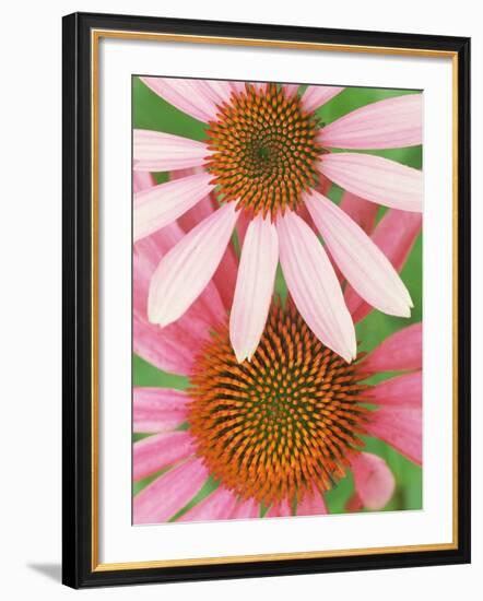 Pink Cone Flowers Close-Up-Richard Hamilton Smith-Framed Photographic Print