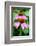 Pink Coneflowers I-Laura DeNardo-Framed Photographic Print