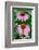 Pink Coneflowers II-Laura DeNardo-Framed Photographic Print