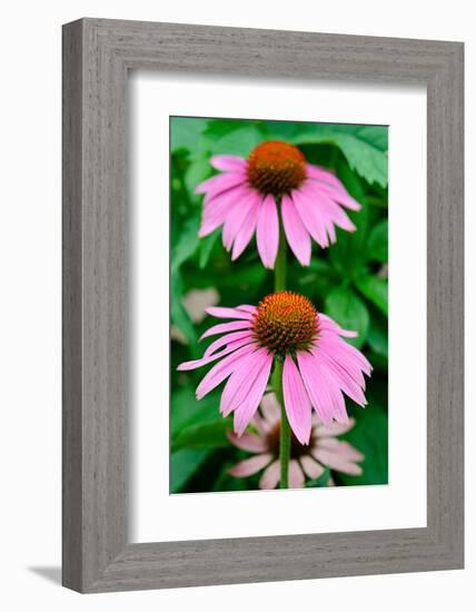 Pink Coneflowers II-Laura DeNardo-Framed Photographic Print