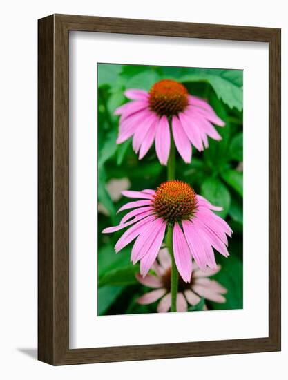 Pink Coneflowers II-Laura DeNardo-Framed Photographic Print