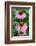 Pink Coneflowers II-Laura DeNardo-Framed Photographic Print