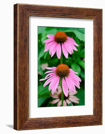 Pink Coneflowers II-Laura DeNardo-Framed Photographic Print