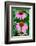 Pink Coneflowers II-Laura DeNardo-Framed Photographic Print