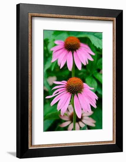 Pink Coneflowers II-Laura DeNardo-Framed Photographic Print