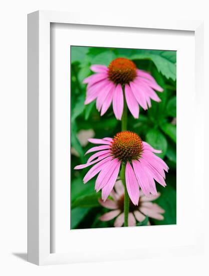 Pink Coneflowers II-Laura DeNardo-Framed Photographic Print