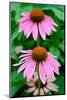 Pink Coneflowers II-Laura DeNardo-Mounted Photographic Print