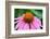 Pink Coneflowers III-Laura DeNardo-Framed Photographic Print