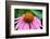 Pink Coneflowers III-Laura DeNardo-Framed Photographic Print