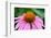 Pink Coneflowers III-Laura DeNardo-Framed Photographic Print