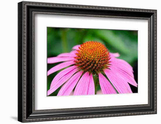 Pink Coneflowers III-Laura DeNardo-Framed Photographic Print