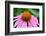 Pink Coneflowers III-Laura DeNardo-Framed Photographic Print