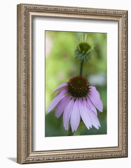 Pink Coneflowers-Anna Miller-Framed Photographic Print