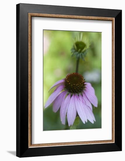 Pink Coneflowers-Anna Miller-Framed Photographic Print