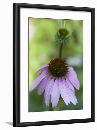 Pink Coneflowers-Anna Miller-Framed Photographic Print