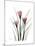 Pink Crocus Portrait-Albert Koetsier-Mounted Premium Giclee Print