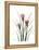 Pink Crocus Portrait-Albert Koetsier-Framed Stretched Canvas